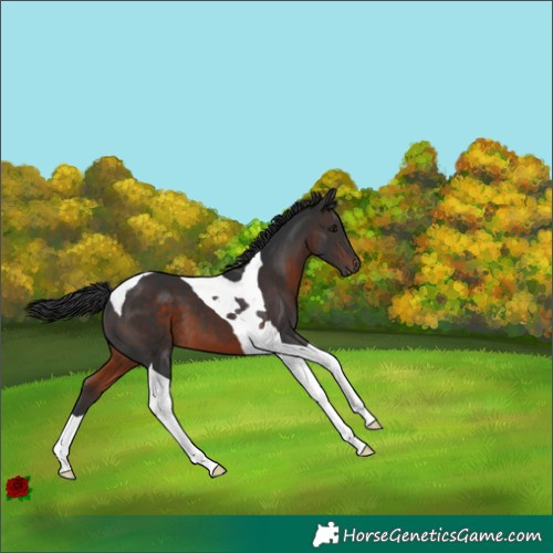 Horse Color:Brown Tobiano 