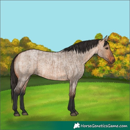 Horse Color:Bay Roan Dun  and Bay Roan Dun 