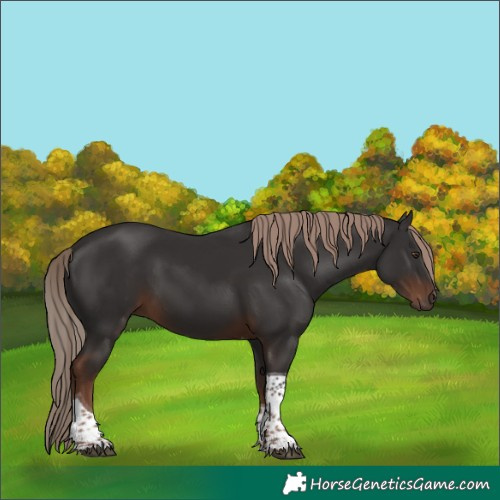 Horse Color:Liver Chestnut Tobiano