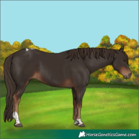 Horse Color:Liver Chestnut Tobiano