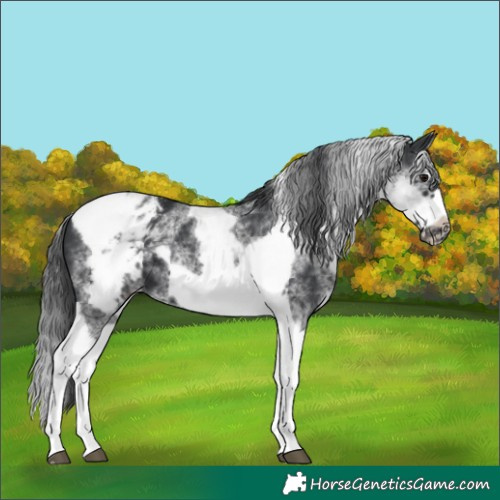 Horse Color:White Spotted Black Splash Tobiano Frame Appaloosa