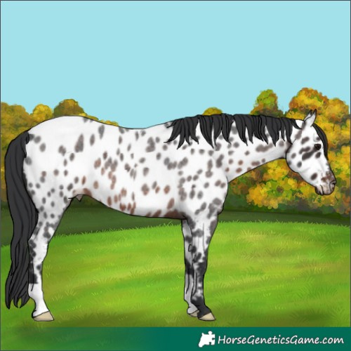 Horse Color:Brown Roan Near Leopard