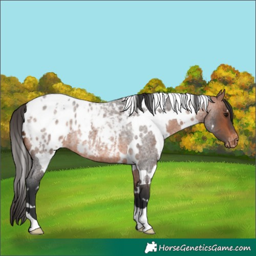 Horse Color:White Spotted Bay Roan Blanket