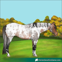 Horse Color:White Spotted Bay Roan Blanket 