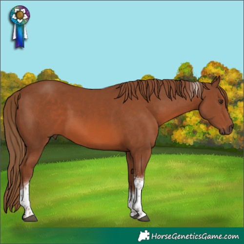 Horse Color:Chestnut Tobiano