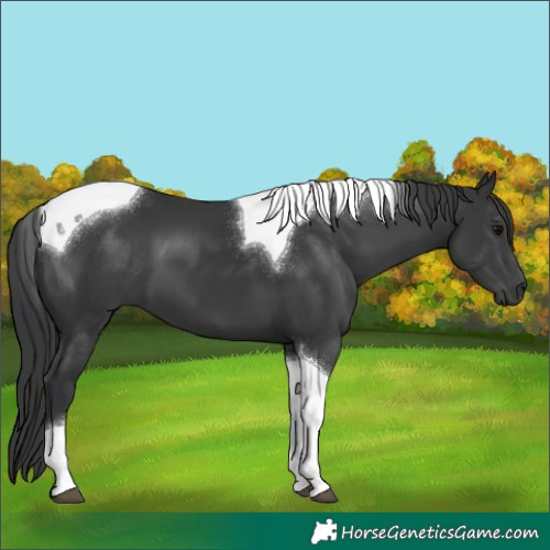 Horse Color:Black Tobiano