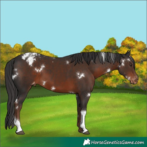 Horse Color:White Spotted Liver Chestnut Tobiano Blanket