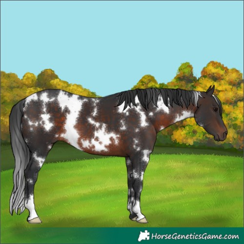 Horse Color:White Spotted Brown