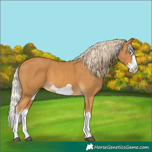 Horse Color:Palomino Splash Frame