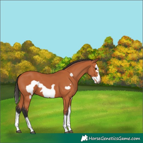 Horse Color:Bay Splash Frame 