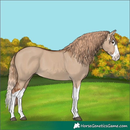 Horse Color:Red Dun Splash