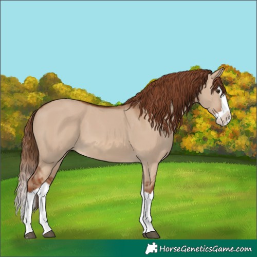 Horse Color:Red Dun Splash 