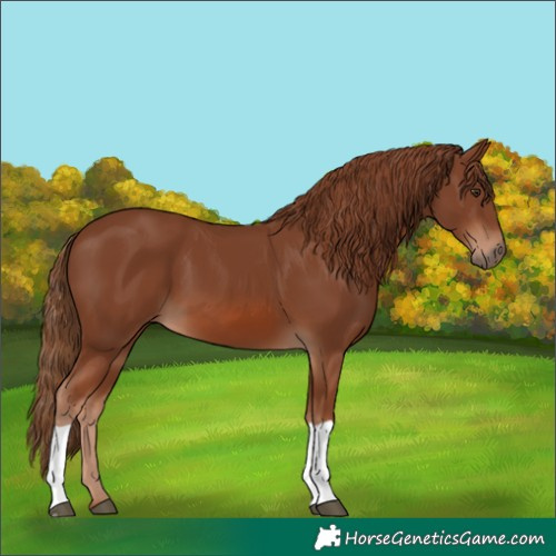 Horse Color:Chestnut 