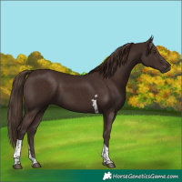 Horse Color:Liver Chestnut Tobiano 