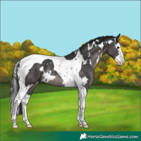 Horse Color:White Spotted Black Splash Tobiano Rabicano