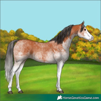 Horse Color:White Spotted Bay Splash  and White Spotted Bay Splash 