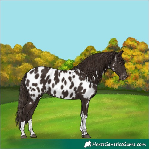 Horse Color:Liver Chestnut Tobiano Appaloosa 
