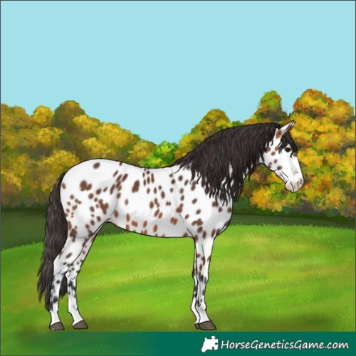 Horse Color:Bay Appaloosa 