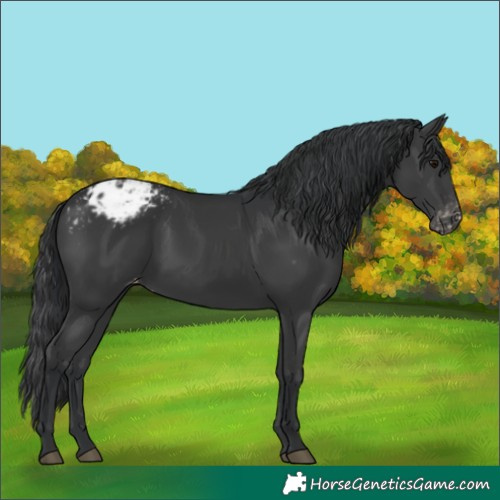 Horse Color:Black Varnish 