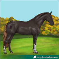 Horse Color:Liver Chestnut Tobiano 