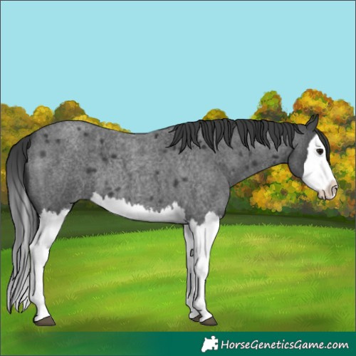 Horse Color:Blue Roan Splash