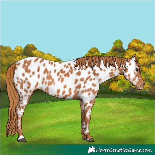 Horse Color:Chestnut Appaloosa