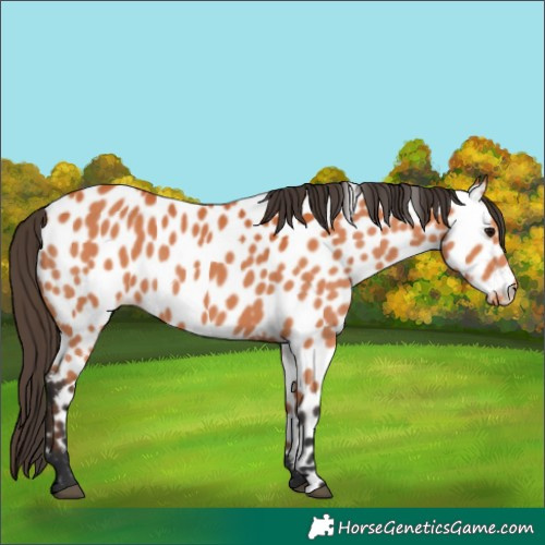 Horse Color:Bay Appaloosa 