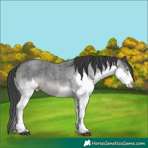 Horse Color:Blue Roan Splash