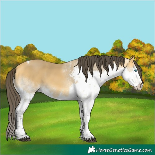 Horse Color:Buckskin Splash Tobiano