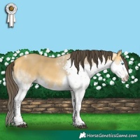 Horse Color:Buckskin Splash Tobiano 