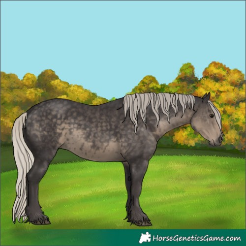 Horse Color:Silver Smoky Black 