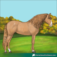 Horse Color:Chestnut Splash Appaloosa 