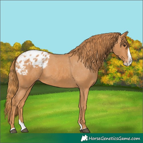 Horse Color:Chestnut Splash Appaloosa