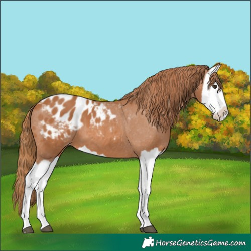 Horse Color:Chestnut Splash Blanket