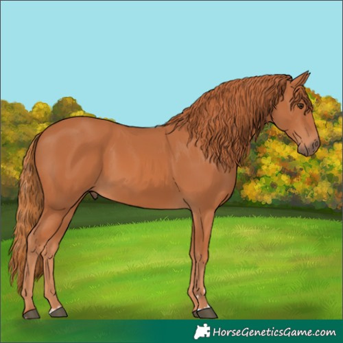Horse Color:Chestnut 