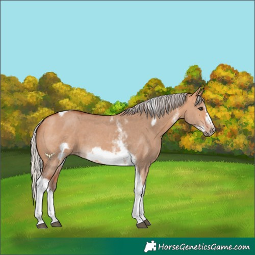 Horse Color:Silver Bay Dun Sabino Tobiano Frame Rabicano