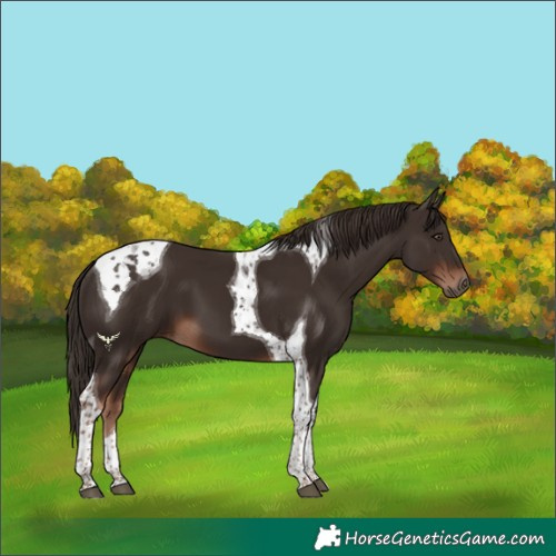 Horse Color:Liver Chestnut Tobiano 