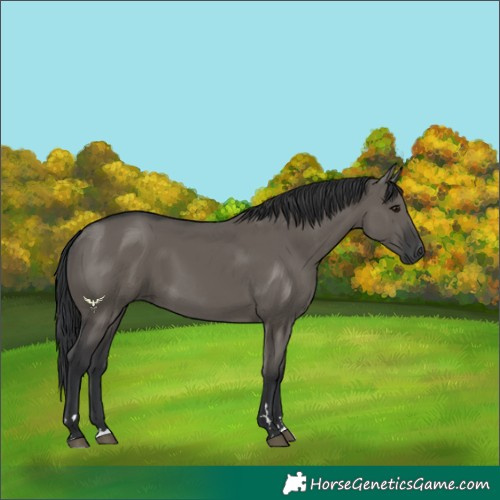 Horse Color:Grullo 