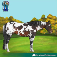 Horse Color:White Spotted Brown Blanket