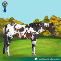 Horse Color:White Spotted Brown Blanket