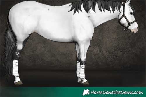 Horse Color:Black Near Fewspot