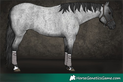 Horse Color:Blue Roan 