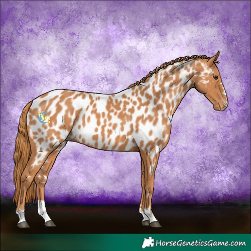 Horse Color:Chestnut Near Leopard
