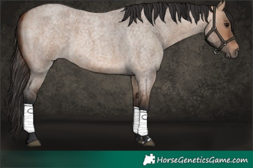 Horse Color:Bay Roan Dun 