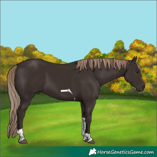 Horse Color:Liver Chestnut Tobiano 