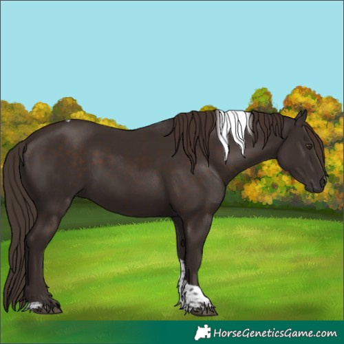 Horse Color:Liver Chestnut Tobiano