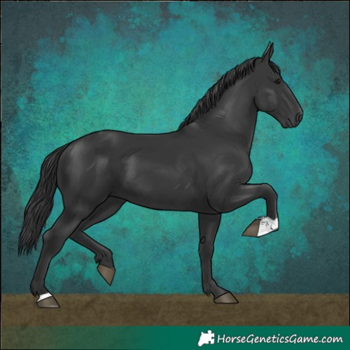 Horse Color:Black 