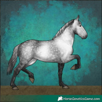 Horse Color:Gray Black
