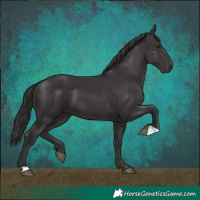 Horse Color:Smoky Black 