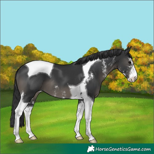 Horse Color:Black Sabino Tobiano